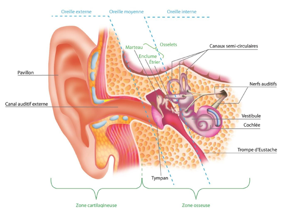 anatomie oreille
