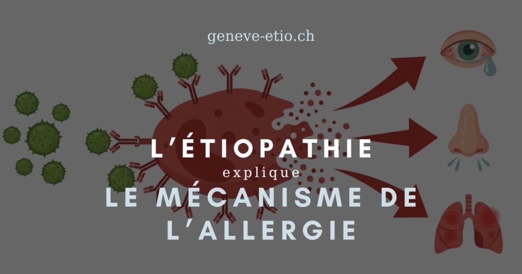 Schéma du mécanisme immunitaire de l'allergie au pollen : IgE, mastocytes et libération d'histamine